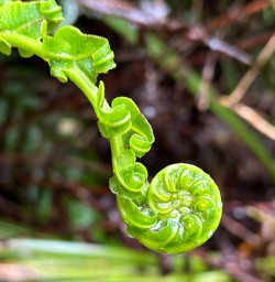 Native fern