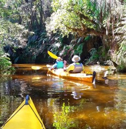 guided kayaking at okarito lagoon