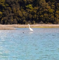 white heron at okarito lagoon