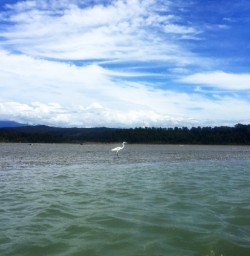 swan at okarito lagoon