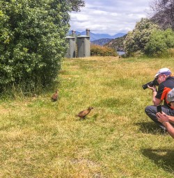 Taking pictures of Wekas at Mou Waho Island, Wanaka Otago New Zealand
