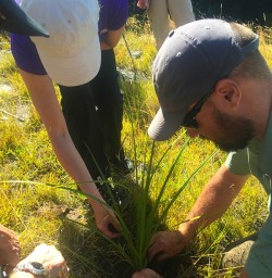 We plant a tree every time we visit Mou Waho Island!