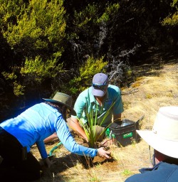Planting a native tree at Mou Waho Island like we do every time we visit this special place