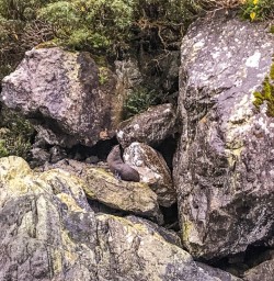 Seals at Milford Sound, Fiordland New Zealand