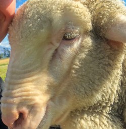 Selfie with sheep at Mount Nicholas Farm, Otago New Zealand