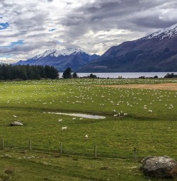 Sheep Farm at Mount Nicholas, Otago New Zealand