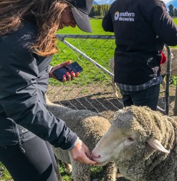 Sheep at Lake Wakatipu, Otago New Zealand