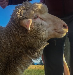 Sheep at Mount Nicholas farm, Otago New Zealand