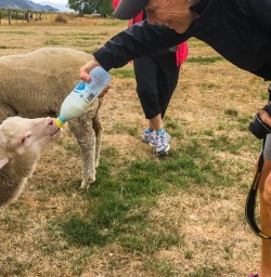 Sheep at Mount Nicholas Farm, Otago New Zealand