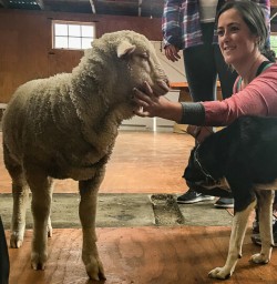 Sheep at Mount Nicholas Farm, Otago New Zealand