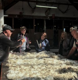 Sheep Skin in a New Zealand Farm