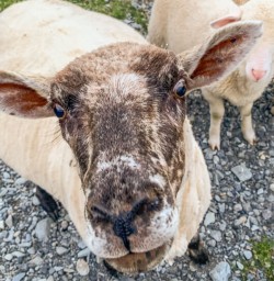 Sheeps at Lake Ohau Quarters, Canterbury New Zealand
