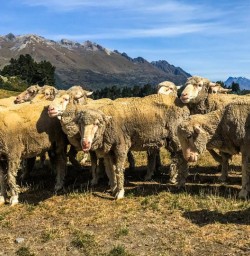 Sheeps at Lake Wakatipu, Otago New Zealand