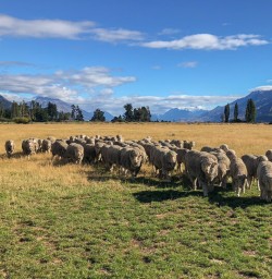Sheeps at Mount Nicholas Farm, Otago New Zealand