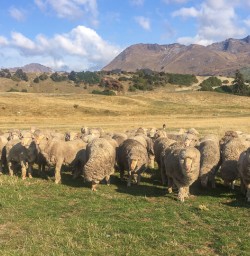 Sheeps at Mount Nicholas farm, Otago New Zealand