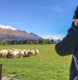 Sheeps at Mount Nicholas Farm, Otago New Zealand