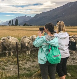 Sheeps at Mount Nicholas Farm, Otago New Zealand