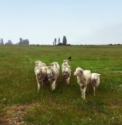 Watching the sheepdogs at work at Mt Nicholas