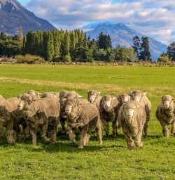 Sheeps at Mount Nicholas Farm, Otago New Zealand