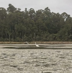 White Swan at Okarito Lagoon, West Coast New Zealand