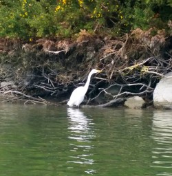 3 swan okarito lagoon west coast