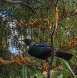 Tui Bird at Te Anau, Fiordland National Park Southland New Zealand