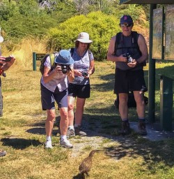 Weka at Mou Waho Island, Wanaka Otago New Zealand