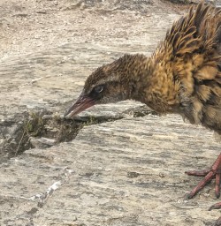 Weka bird at Mou Waho Island, Wanaka Otago New Zealand