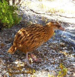 A rare Weka at Mou Waho Island Nature Reserve