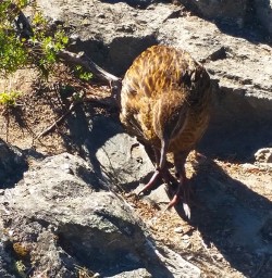 Weka at Mou Waho Island Nature Reserve