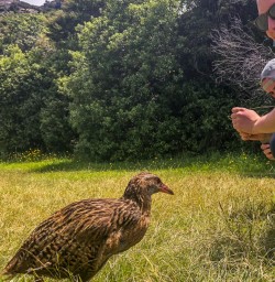 Weka at Mou Waho Island, Wanaka Otago New Zealand