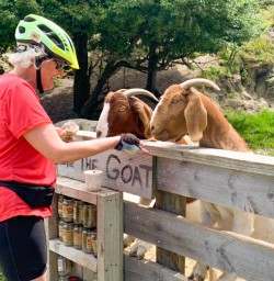 3. Arrowtown bike trip guest feeding goats