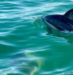 3. Close up Dolphins in Akaroa