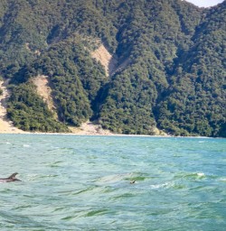 3. Dolphins in Milford Sound