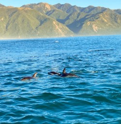 3. Dolphins surfacing Akaroa