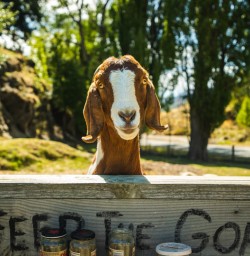 3. Feed the goat