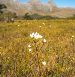 3. Fiordland flowers