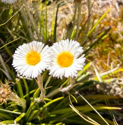 3. Giant Daisy on Kepler Track