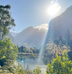 3. Milford Sound sun through the trees