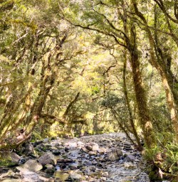 3. Milford Track river and forest view
