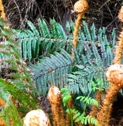 3. NZ Ferns