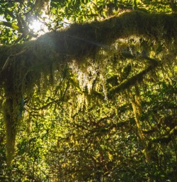 3. Native moss Routeburn Track 