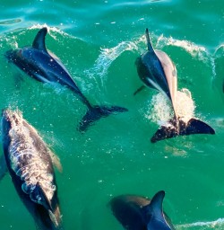 3. Pod of dolphins surfacing in Akaroa