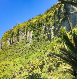 3. Pororari native bush views