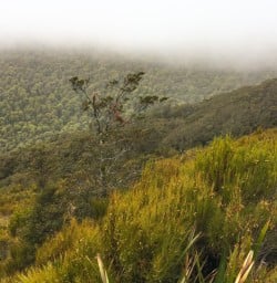 3. Routeburn Track views