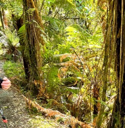 Lush greenery milford sound new zealand