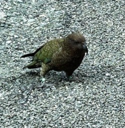 Kea bird New Zealand