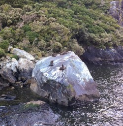 Seals at Milford Sound, Fiordland New Zealand