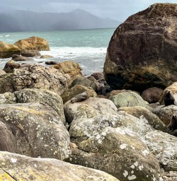 A lounging seal Martins Bay