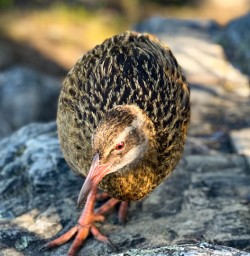 4 Beautiful Weka in the sun